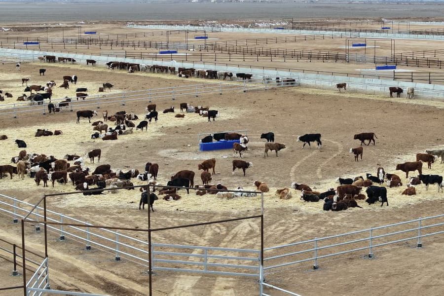 Организация откормочной площадки на 50 голов КРС мясного направления